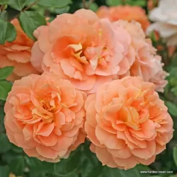 Rožė - Rosa SCHOENE VOM SEE