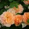 Rožė - Rosa SCHOENE VOM SEE