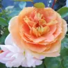 Rožė - Rosa SCHOENE VOM SEE