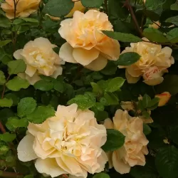 Rožė - Rosa SCHOENE VOM SEE