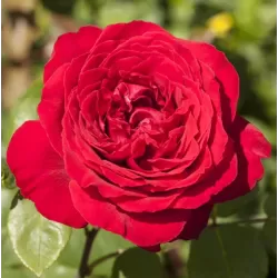 Rožė - Rosa STORTEBEKER