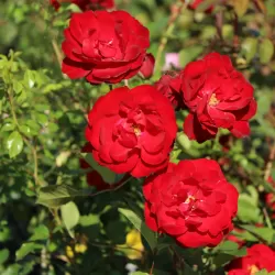 Rožė - Rosa STORTEBEKER