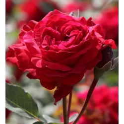 Rožė - Rosa STORTEBEKER