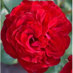 Rožė - Rosa STORTEBEKER