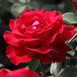 Rožė - Rosa STORTEBEKER