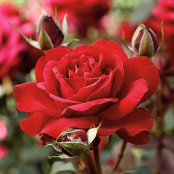 Rožė - Rosa STORTEBEKER