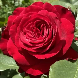 Rožė - Rosa STORTEBEKER