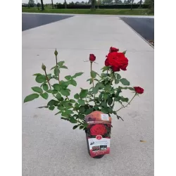 Rožė - Rosa STORTEBEKER