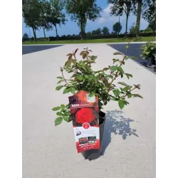 Rožė - Rosa STORTEBEKER