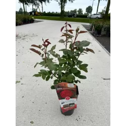 Rožė - Rosa STORTEBEKER