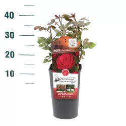 Rožė - Rosa STORTEBEKER