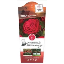 Rožė - Rosa STORTEBEKER