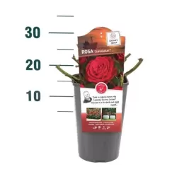 Rožė - Rosa STORTEBEKER