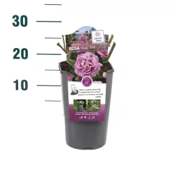Rosa WALTZ TIME®