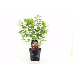 Šviesioji hortenzija - Hydrangea arborescens FLOWERWOW