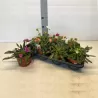 Levisija - Lewisia cotyledon MIX (pateikiamos visos skirtingos)