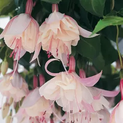 Fuchsija - Fuchsia WEDDING DAY