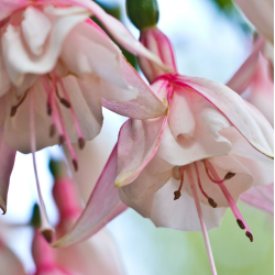 Fuchsija - Fuchsia WEDDING DAY