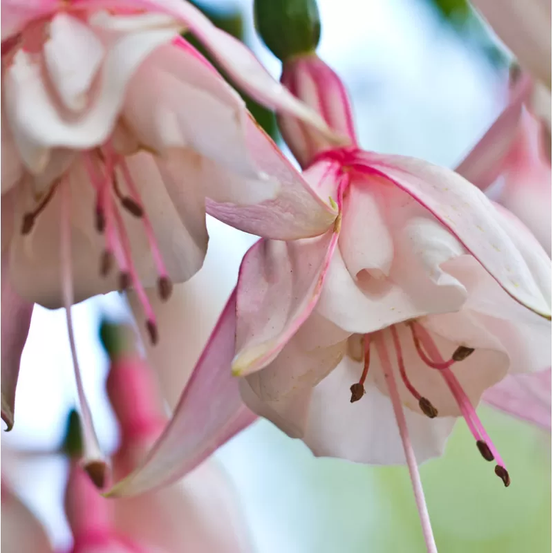 Fuchsija - Fuchsia WEDDING DAY