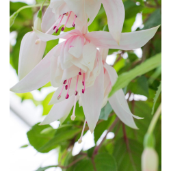 Fuchsia ANNABEL