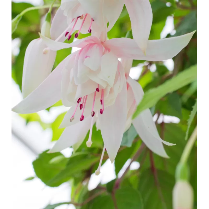 Fuchsia ANNABEL