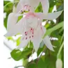 Fuchsija - Fuchsia ANNABEL