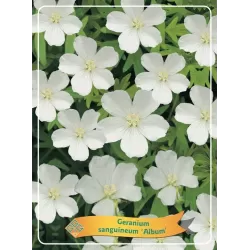 Snaputis - Geranium sanguineum ALBUM
