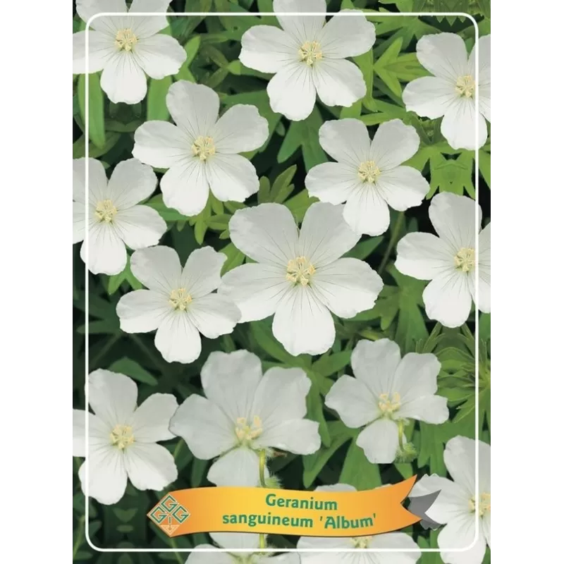 Snaputis - Geranium sanguineum Album P11