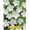 Snaputis - Geranium sanguineum Album P11