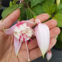 Fuchsija - Fuchsia ANNABEL