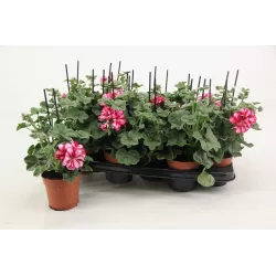 Skydalapė (svyranti, bekvapė) pelargonija - Pelargonium peltatum TOSCANA LOLLIPOP NIXE