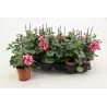Pelargonium peltatum LOLLIPOP NIXE