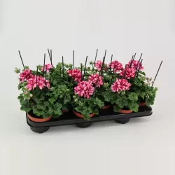 Pelargonium peltatum LOLLIPOP NIXE