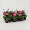 Skydalapė (svyranti, bekvapė) pelargonija - Pelargonium peltatum TOSCANA LOLLIPOP NIXE