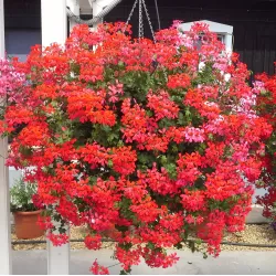 Pelargonium peltatum VILLE DE PARIS RED