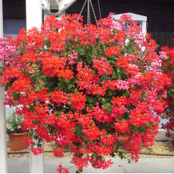 Skydalapė (svyranti, bekvapė) pelargonija - Pelargonium peltatum VILLE DE PARIS RED