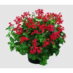 Skydalapė (svyranti, bekvapė) pelargonija - Pelargonium peltatum VILLE DE PARIS RED