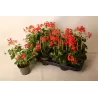 Pelargonium peltatum VILLE DE PARIS RED
