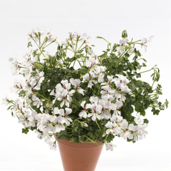 Skydalapė (svyranti, bekvapė) pelargonija - Pelargonium peltatum VILLE DE DRESDEN