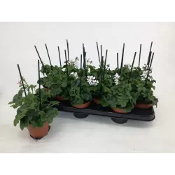 Skydalapė (svyranti, bekvapė) pelargonija - Pelargonium peltatum VILLE DE DRESDEN