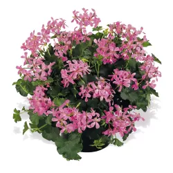 Skydalapė (svyranti, bekvapė) pelargonija - Pelargonium peltatum VILLE DE PARIS IN PINK