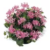 Skydalapė (svyranti, bekvapė) pelargonija - Pelargonium peltatum VILLE DE PARIS IN PINK