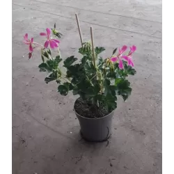 Skydalapė (svyranti, bekvapė) pelargonija - Pelargonium peltatum VILLE DE PARIS IN PINK