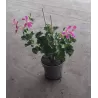 Skydalapė (svyranti, bekvapė) pelargonija - Pelargonium peltatum VILLE DE PARIS IN PINK