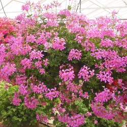 Skydalapė (svyranti, bekvapė) pelargonija - Pelargonium peltatum VILLE DE PARIS IN PINK