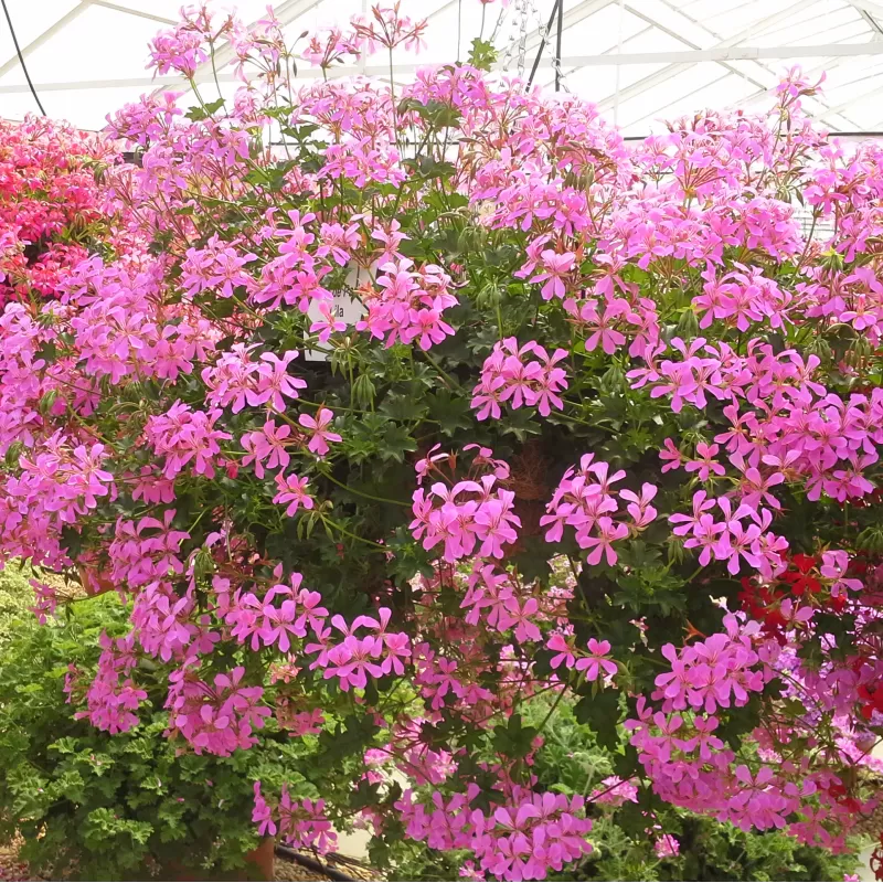 Pelargonium peltatum VILLE DE PARIS LILAC