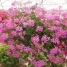 Skydalapė (svyranti, bekvapė) pelargonija - Pelargonium peltatum VILLE DE PARIS IN PINK