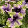 Petunija - Petunia Amazonas Plum Cockatoo
