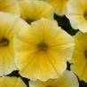 Petunia Bees Knees Yellow