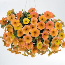 Petunija - Petunia Cascadia® Indian Summer